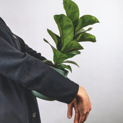 About Plants Store Gallery Img 6